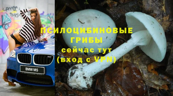 прущие грибы Абинск